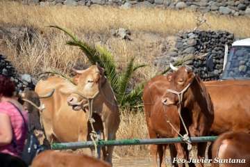 Muestra de ganado de las fiestas del patrono de Telde (Foto  Francisco Javier Santana)